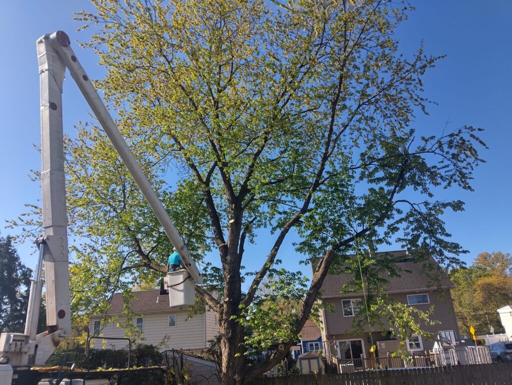 Tree pruning