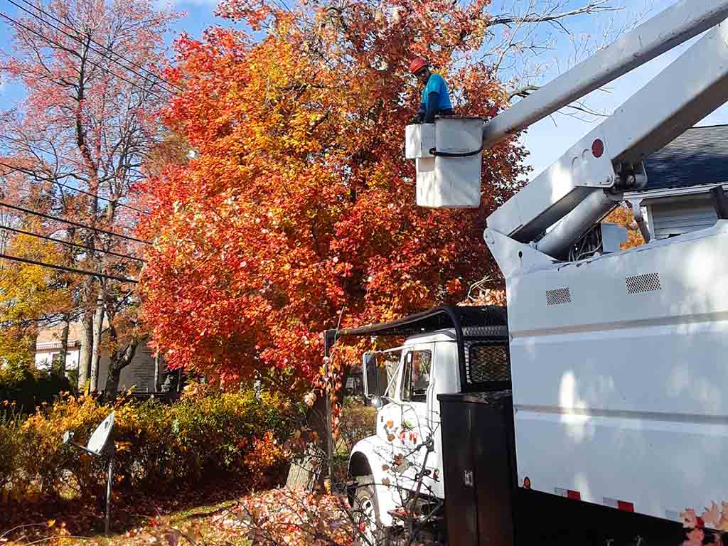 big-maple-tree-pruning-in-nj