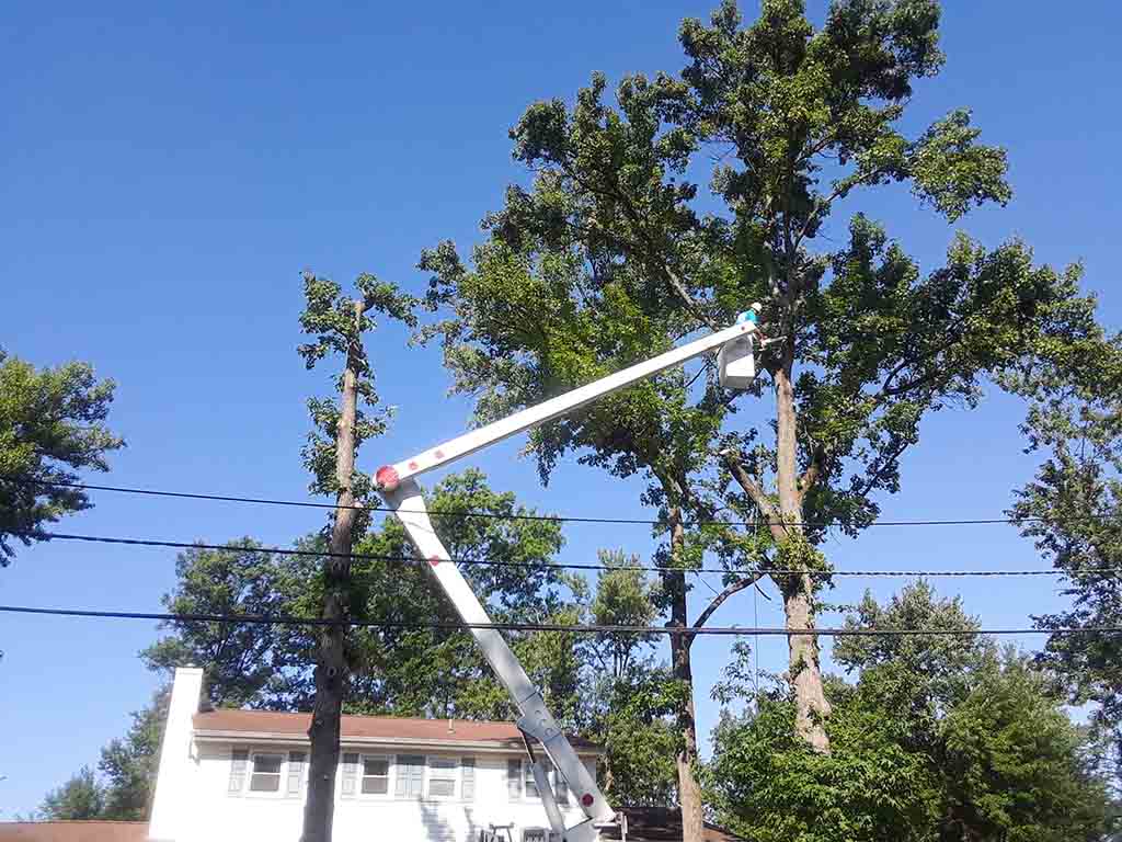 big-tree-removal-with-joru