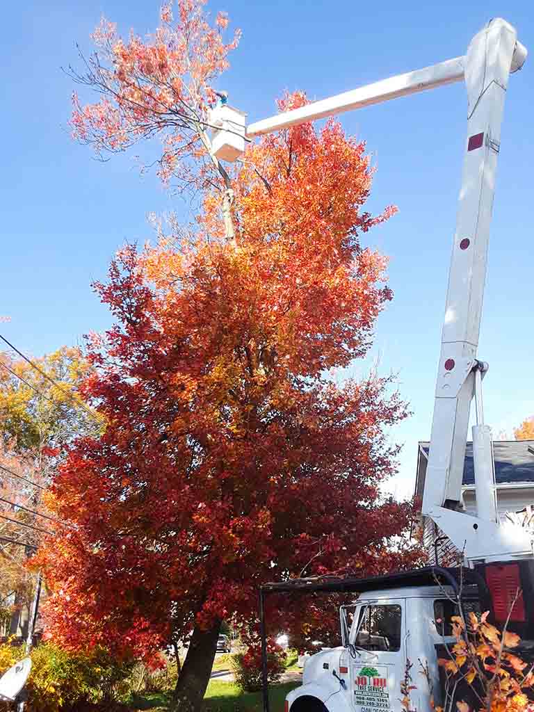 joru-maple-tree-pruning