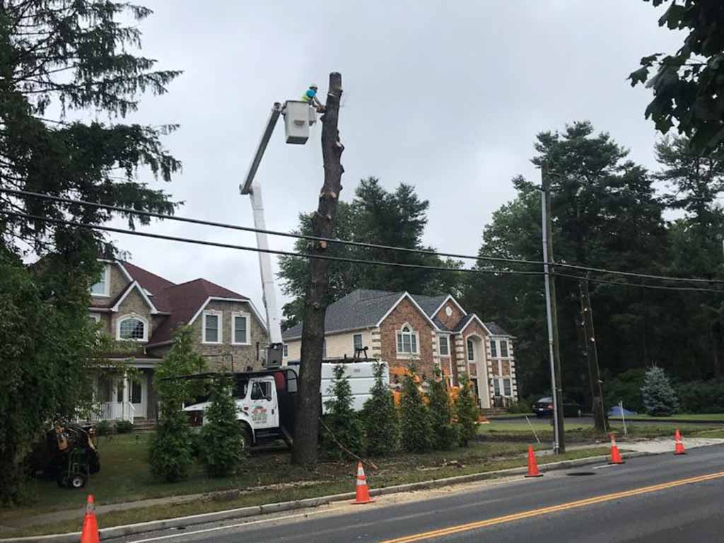 emergency tree removal