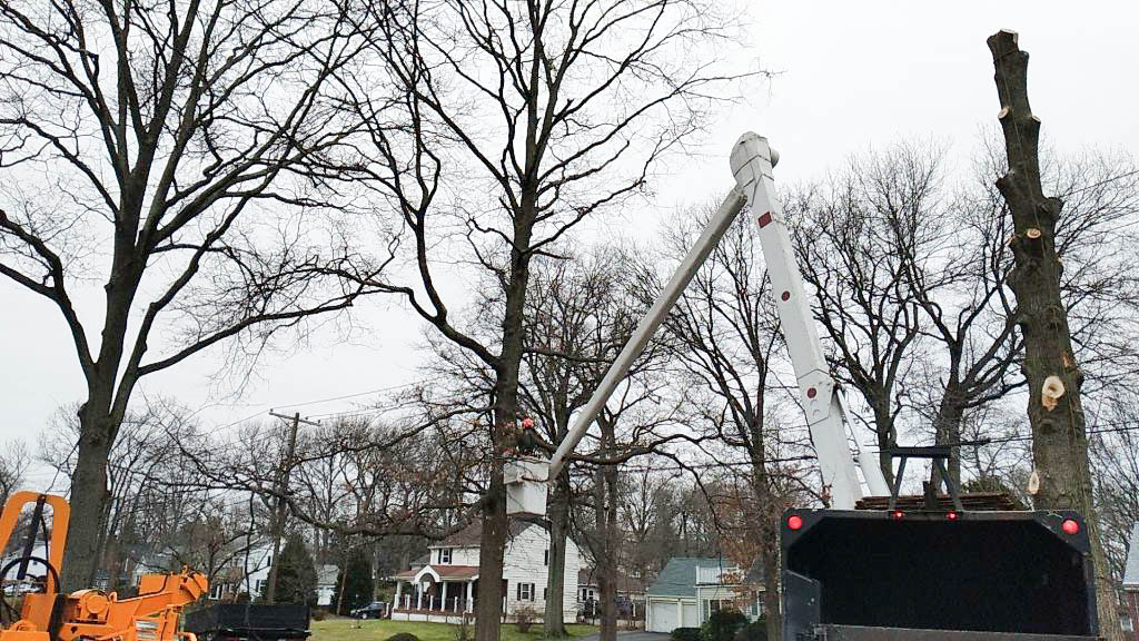 joru-tree-removal-2021
