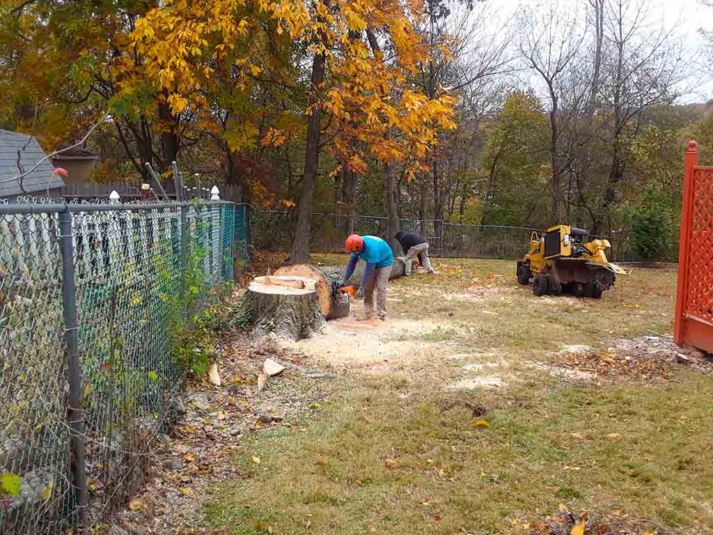 joru-tree-service-plainfield-nj