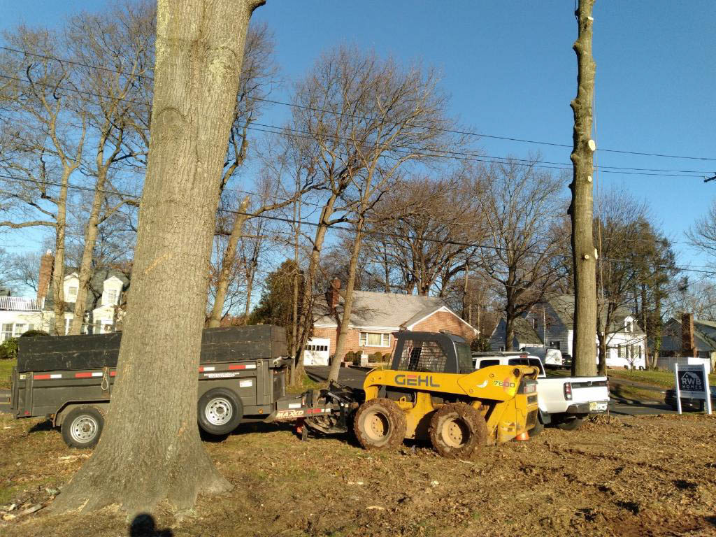 joru-tree-services-nj-plainfield